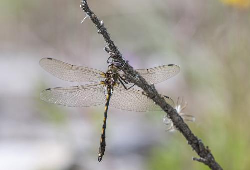 Oxygastra curtisii